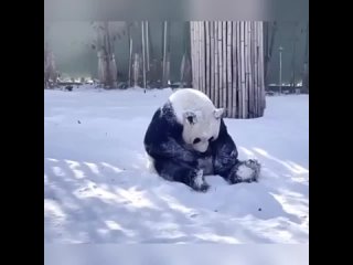 video жестокая реальность аморальный грязный юмор sex