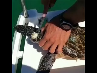 video жестокая реальность аморальный грязный юмор sex