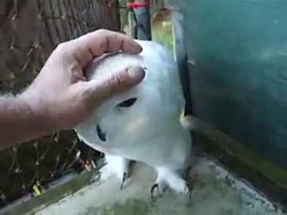 video сопротивляется а прияяятно sex