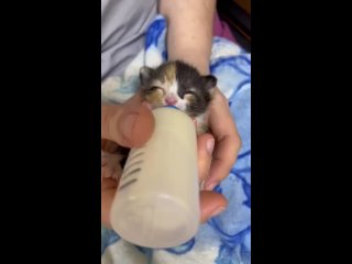 video ветеринары в рощино спасли оставленных на крыльце ветклиники котят в коробке sex