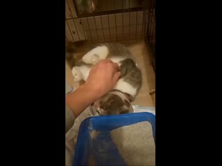 video видео от олеси королёвой sex