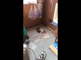 video котята на даче рожденные две кошечки оставшихся sex