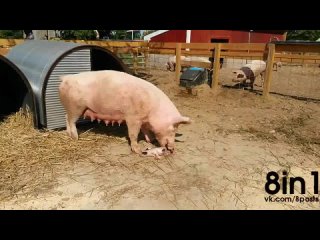 video свинья жрёт своего мёртвого поросёнка graphic pig eats baby pig sex
