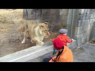 video львица за стеклом в зоопарке очень хочет попасть к мальчику lion tries to eat baby through the glass at the porn sex