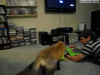 video домашняя лисица играет со спрятанной рукой хозяина под коробкой loki the red fox pouncing on a box sex
