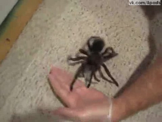 video любитель пауков играет с большой самкой птицееда handling my biggest t blondi zilla sex