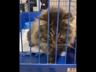 video в краснодаре неизвестные уебаны засунули коту петарду в жопу и взорвали sex