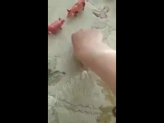 video папа свинья и мама свинья sex