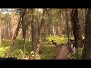 video воистину экстремальная подборка sex
