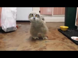 video очень смешная сова прикольное видео супер юмор молодые ржака до слез мега ржач развод приколы ужас шок юмор 18 sex