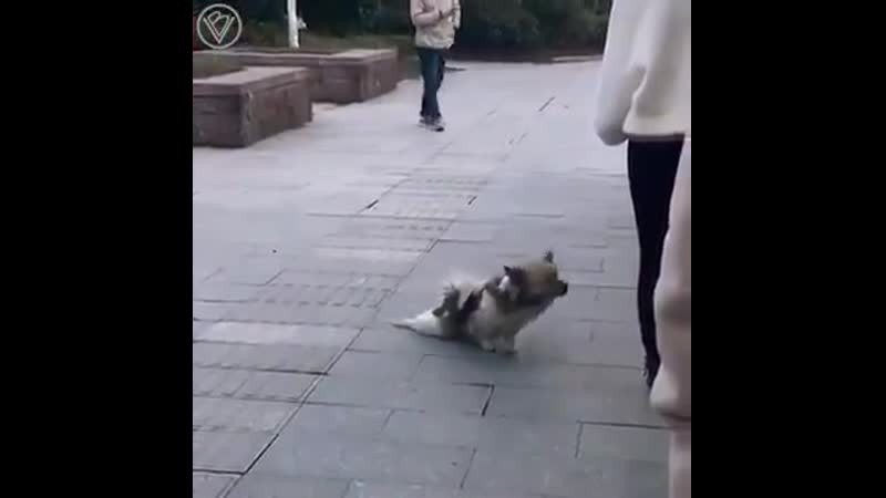 video молодые ползет без задних лап попрошайка сами мы не местные прикольное видео супер юмор секс ржака развод ужас шок sex