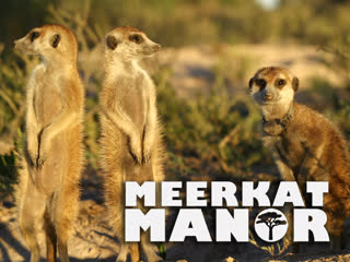 video поместье сурикатов meerkat manor сезон 1 серия 3 некоторые любят погорячее some like it hot sex