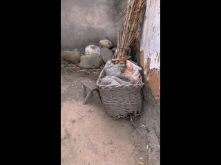 video idyllium идиллия лат idyllium от др греч εἰδύλλιον небольшое изображение картинка уменьшительное от είδοσ вид sex