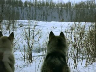 video король полярный медведь the polar bear king kvitebjørn kong valemon 1991 sex