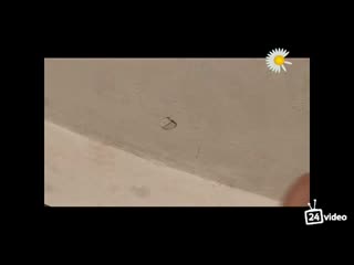 video 逼毛浓密淫骚大波网红多多小树林演绎西游记勾引师父唐憎啪啪被三个徒弟轮番性报复 sex and the city the original xxx parody sex