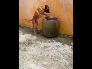 video он уже совсем не знает как спрятаться от жары sex