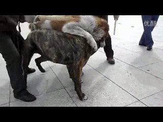video собачьи бои канарский дог vs сао алабай sex