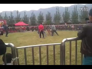 video собачьи бои чемпионат в китае 2014 кангал vs канарский дог sex