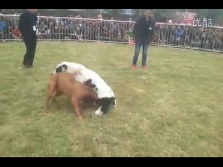 video собачьи бои чемпионат в китае 2014 бандог vs сао алабай sex