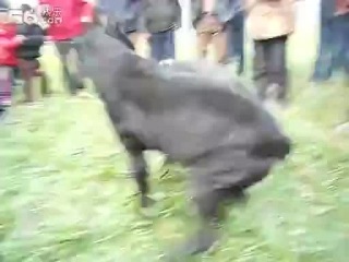 video собачьи бои кане корсо vs питбуль sex