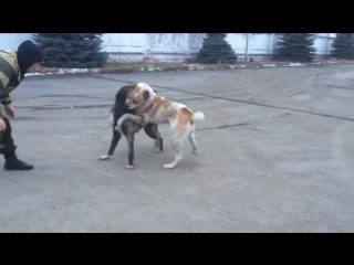 video собачьи бои испанский алано vs сао алабай sex