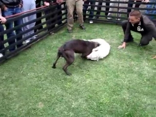 video собачьи бои питбуль albania kennels nexhi ch 3xw zhumpo sex
