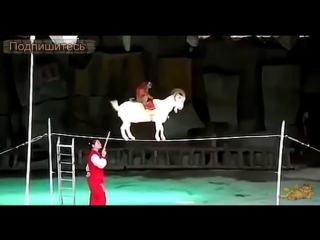 video невероятный трюк с козой коза эквилибрист sex