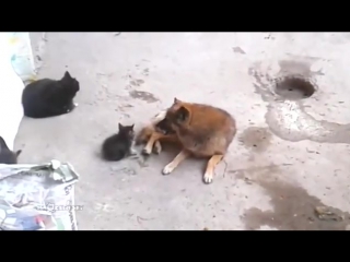 video кошка привела котят к своему другу sex