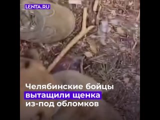video челябинские бойцы спасли щенка sex