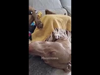 video и не ври что твое воскресенье проходит не так sex