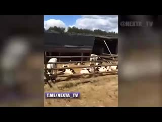 video молочные фермы в беларуси sex