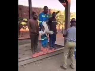 video ну а что там в африке африка интересный континент и призы у них тоже необычные sex