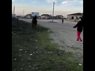 video жесть лошадь выбежала на дорогу произошло это после переезда поста дпс как заезжаешь в хасавюрт со стороны аксай sex