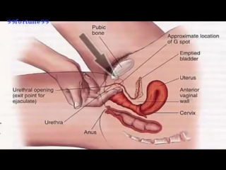 video где находится точка g и стимуляция точки low sex