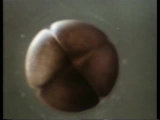 video размножение и развитие sex