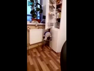video проклятые дверцы холодильника sex