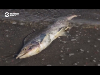 video гниющая рыба на камчатке что произошло sex