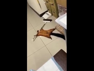 video время уникальных кадров про хохлов каждый в мире знает что хохлы отличные клоуны и изумительно играют свои роли вы sex