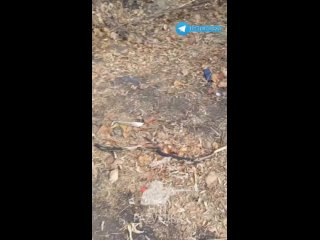 video неликвид в курской области по обочинам и канавам в зоне бд всюду валяется самый дешёвый актив на планете земля sex