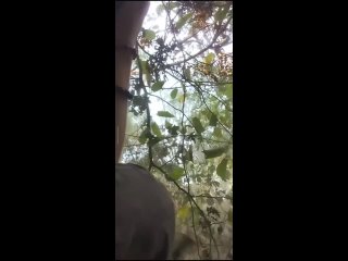 video хохол и русские фабы кураховское направление t medonbassinfograd sex