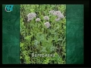 video природные лекарства фитотерапия часть 2 урок 1 лекарственные растения успокаивающего действия sex