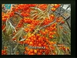 video природные лекарства фитотерапия часть 3 урок 8 лекарственные растения обладающие противовоспалительными и sex
