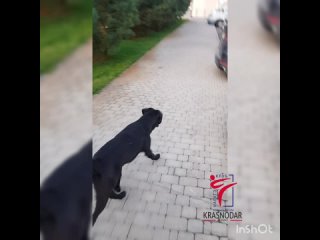 video четвероногие присоединились sex
