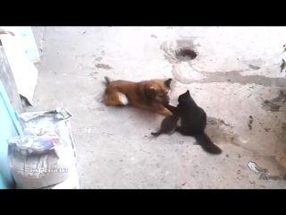 video кошка привела котят к своему другу sex