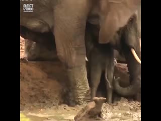 video мамы и детки в мире молодые sex