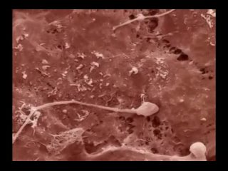video bbc беременность по неделям sex