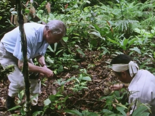 video невидимая жизнь растений 1 серия из 6 растения путешественники the private life of plants 1995 sex