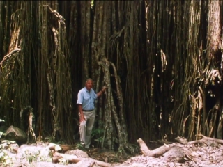 video невидимая жизнь растений 4 серия из 6 растения путешественники the private life of plants 1995 sex