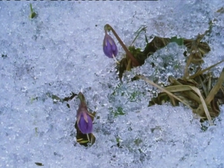 video невидимая жизнь растений 6 серия из 6 растения путешественники the private life of plants 1995 sex