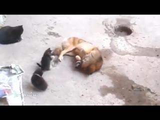 video кошка привела котят к своему другу видеожесть sex